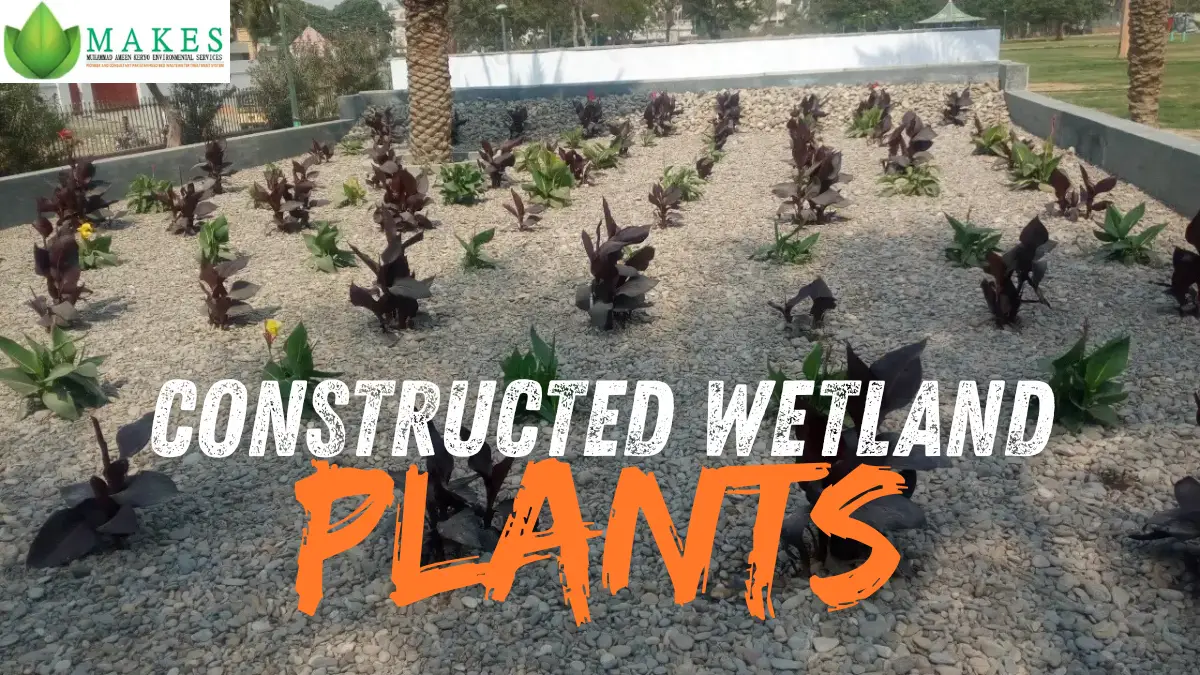 Constructed wetland plants for natural wastewater treatment by MAKES Pakistan
