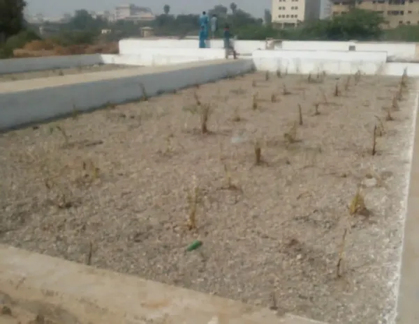 growing cw plants
